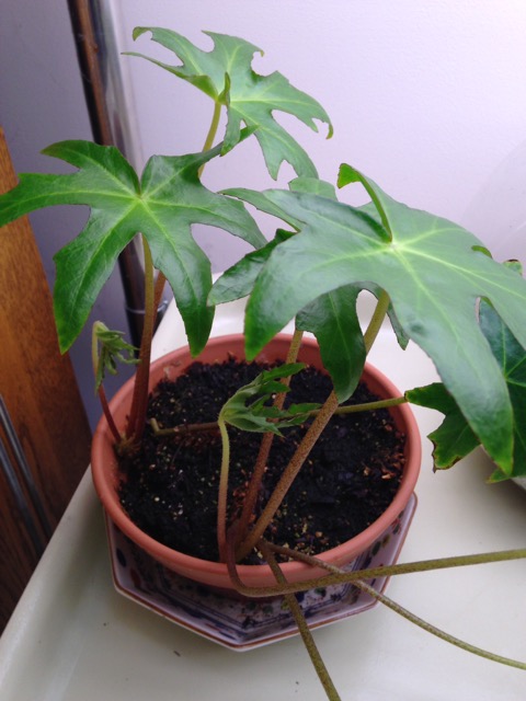 B. philodendroides var. philodendroides